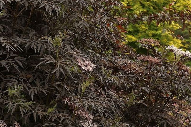 Landscaping with Elderberry Bushes: A Guide to Vibrant Bushes & Luscious Berries - Shrubhub