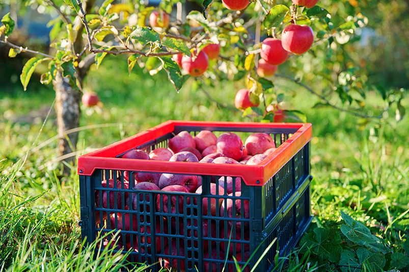 The Ultimate Guide to Selecting & Growing Apple Trees - Shrubhub