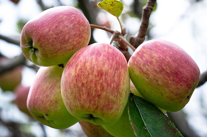 The Ultimate Guide to Selecting & Growing Apple Trees - Shrubhub