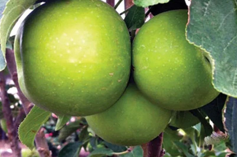 The Ultimate Guide to Selecting & Growing Apple Trees - Shrubhub