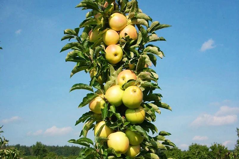 The Ultimate Guide to Selecting & Growing Apple Trees - Shrubhub