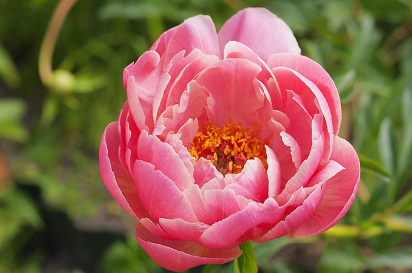 Peonies: The 9 Must-Have Varieties for a Garden Makeover - Shrubhub