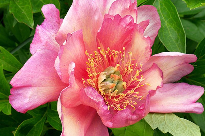 Peonies: The 9 Must-Have Varieties for a Garden Makeover - Shrubhub