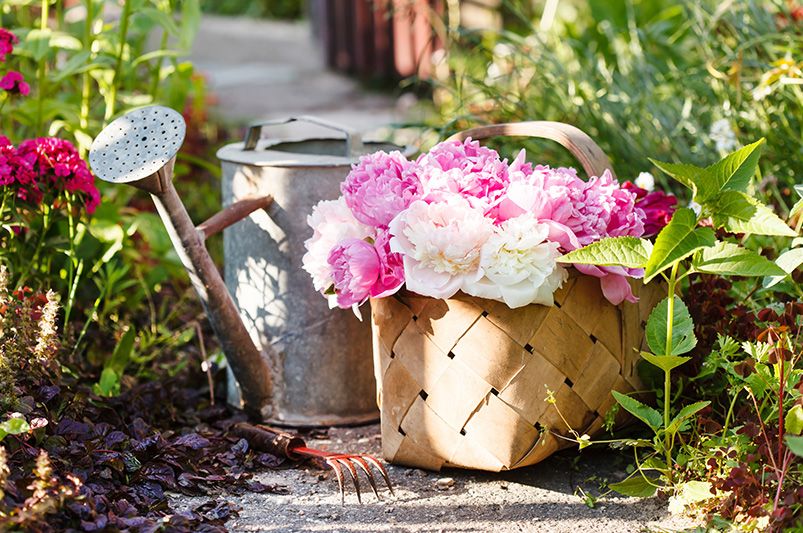 Peonies: The 9 Must-Have Varieties for a Garden Makeover - Shrubhub