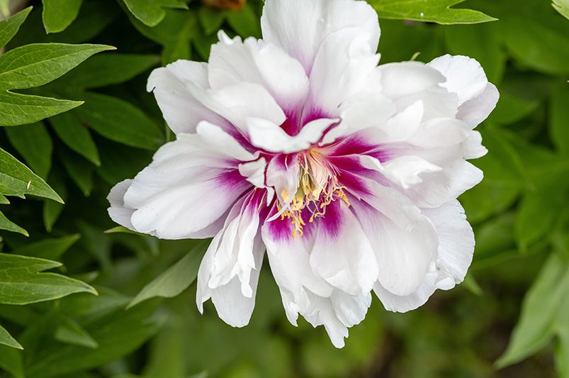 Peonies: The 9 Must-Have Varieties for a Garden Makeover - Shrubhub