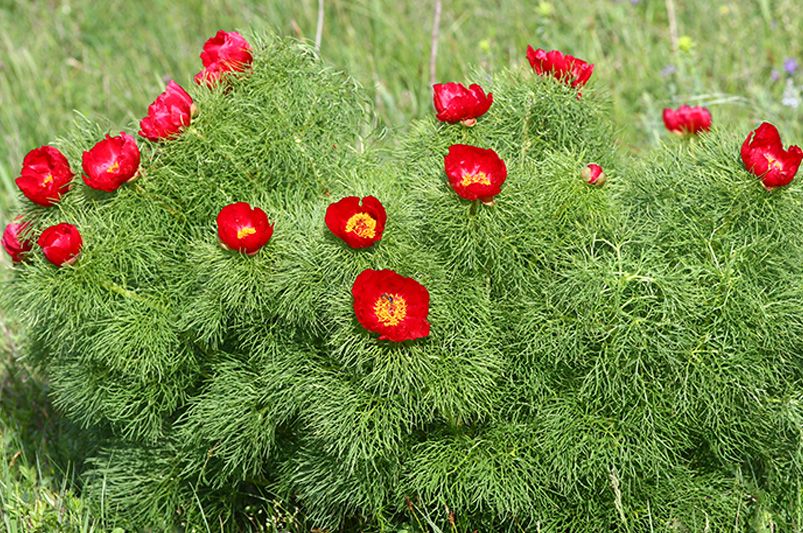 Peonies: The 9 Must-Have Varieties for a Garden Makeover - Shrubhub