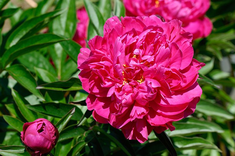 Peonies: The 9 Must-Have Varieties for a Garden Makeover - Shrubhub