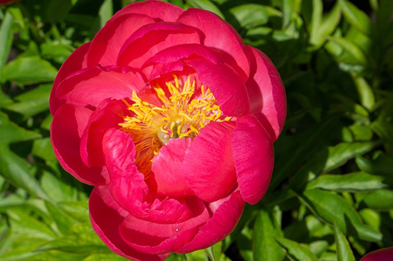 Peonies: The 9 Must-Have Varieties for a Garden Makeover - Shrubhub