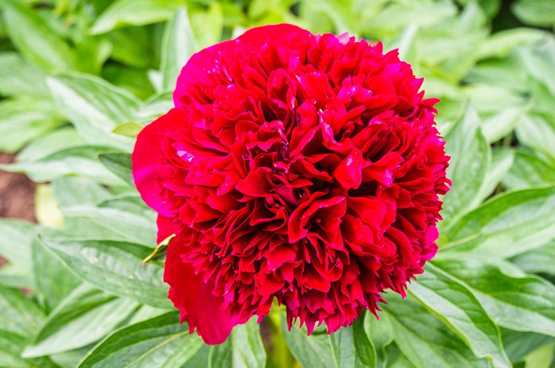 Peonies: The 9 Must-Have Varieties for a Garden Makeover - Shrubhub