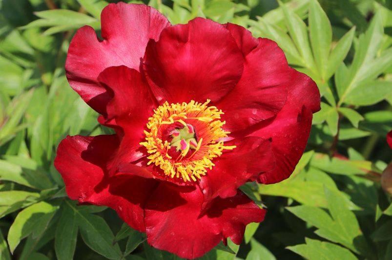 Peonies: The 9 Must-Have Varieties for a Garden Makeover - Shrubhub