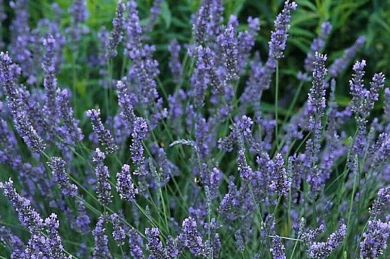 Lavender Plants: Where to Start - Shrubhub