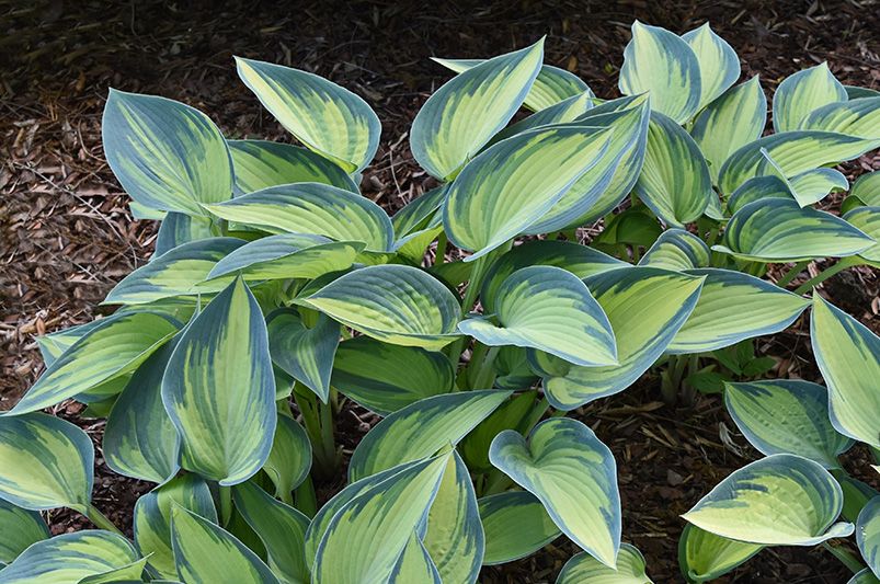 Hosta Heaven: The Ultimate Guide to Shade-Loving Stunners - Shrubhub