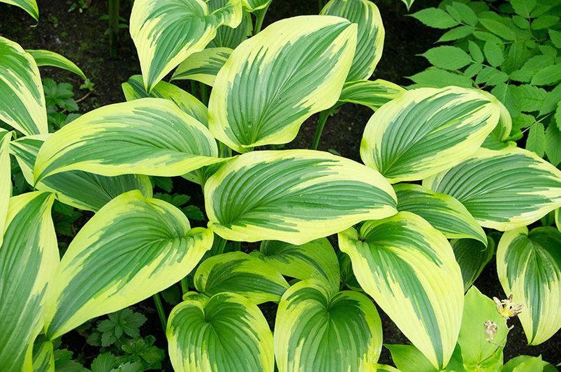 Hosta Heaven: The Ultimate Guide to Shade-Loving Stunners - Shrubhub