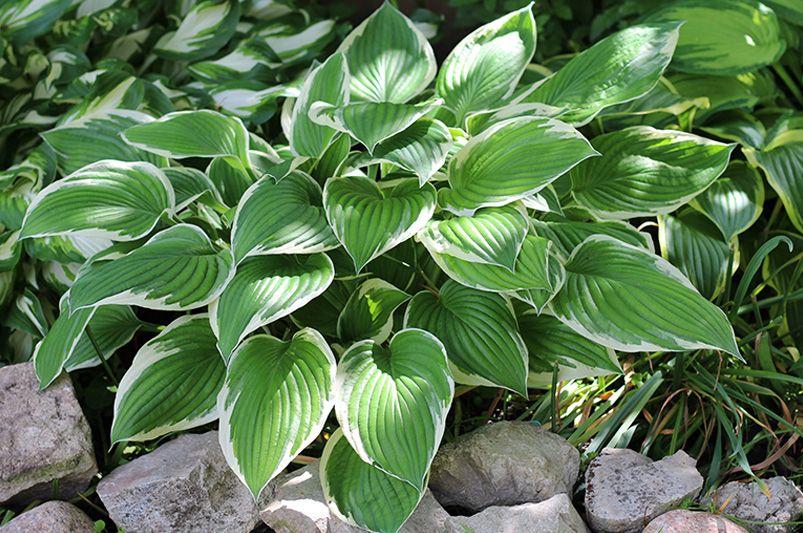 Hosta Heaven: The Ultimate Guide to Shade-Loving Stunners - Shrubhub