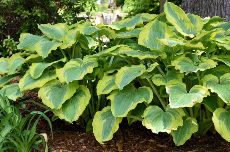 Hosta Heaven: The Ultimate Guide to Shade-Loving Stunners - Shrubhub