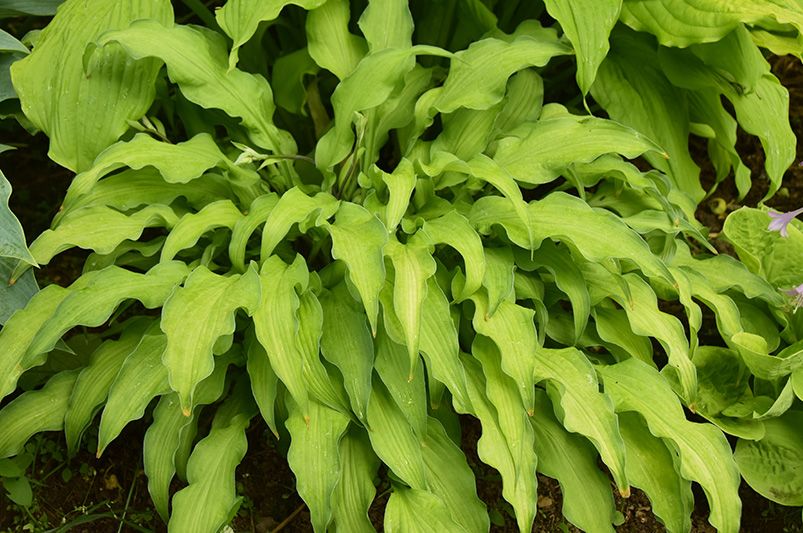 Hosta Heaven: The Ultimate Guide to Shade-Loving Stunners - Shrubhub