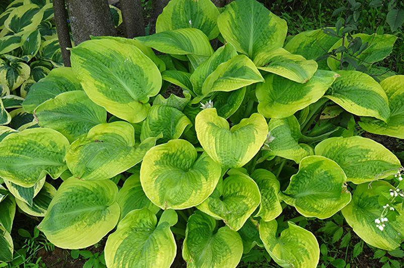 Hosta Heaven: The Ultimate Guide to Shade-Loving Stunners - Shrubhub