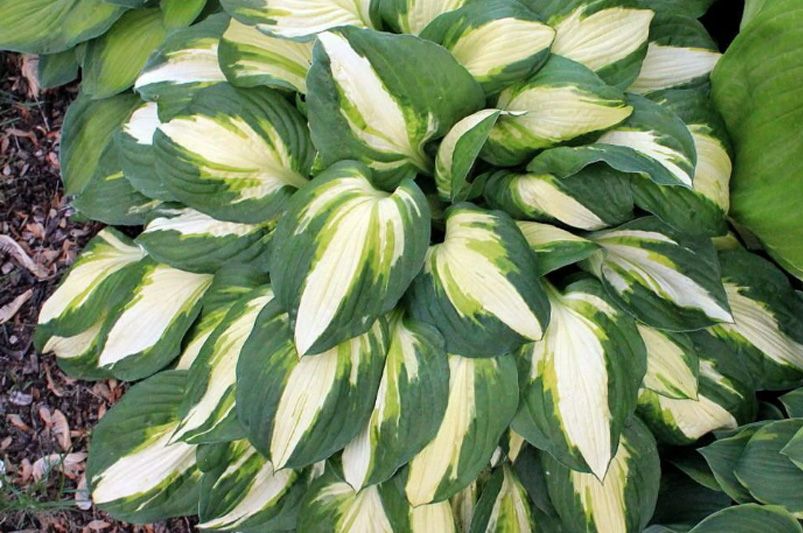 Hosta Heaven: The Ultimate Guide to Shade-Loving Stunners - Shrubhub
