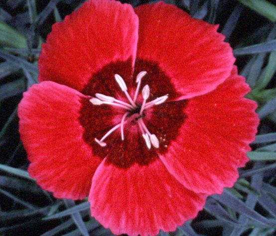 The Beauty of Dianthus Flowers - Shrubhub