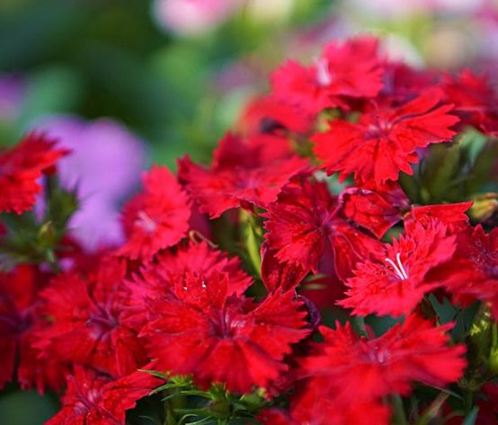 The Beauty of Dianthus Flowers - Shrubhub