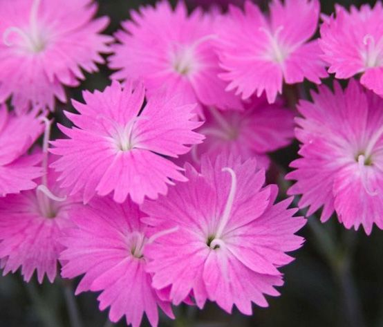 The Beauty of Dianthus Flowers - Shrubhub