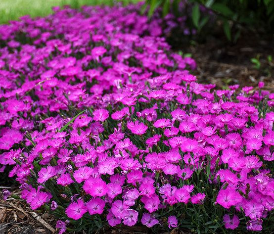 The Beauty of Dianthus Flowers - Shrubhub