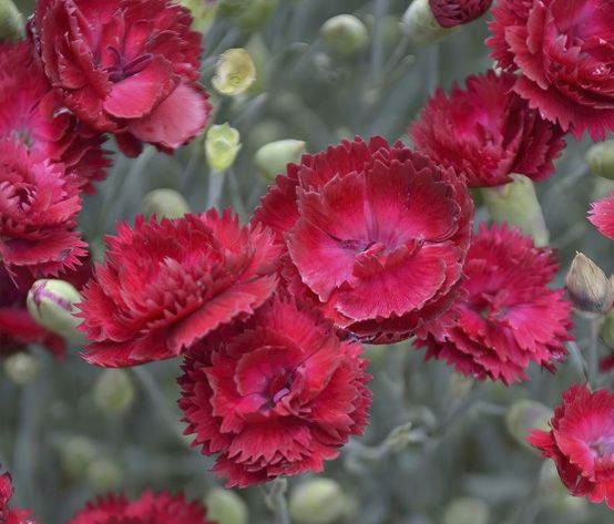 The Beauty of Dianthus Flowers - Shrubhub