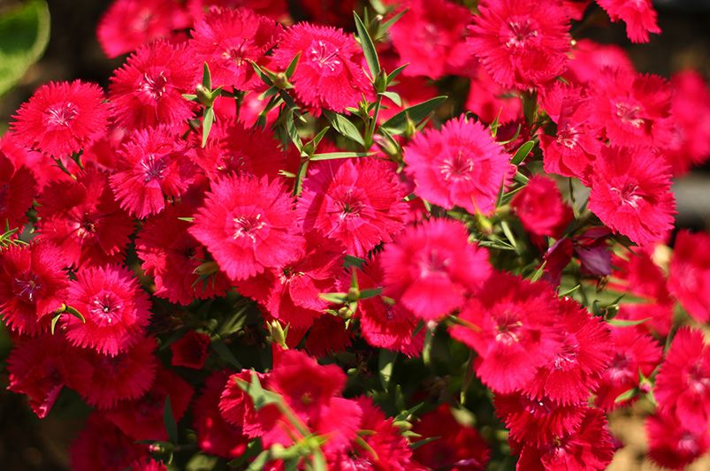 The Beauty of Dianthus Flowers - Shrubhub