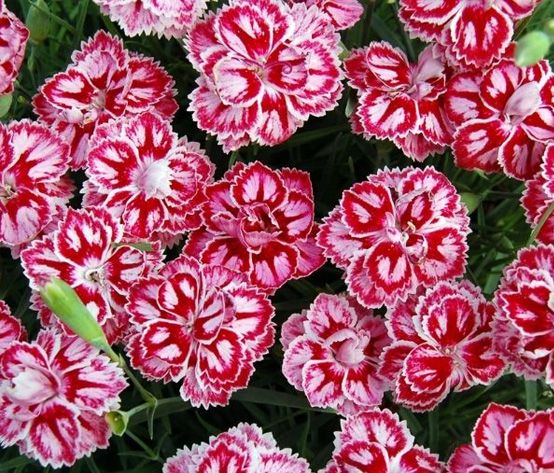 The Beauty of Dianthus Flowers - Shrubhub