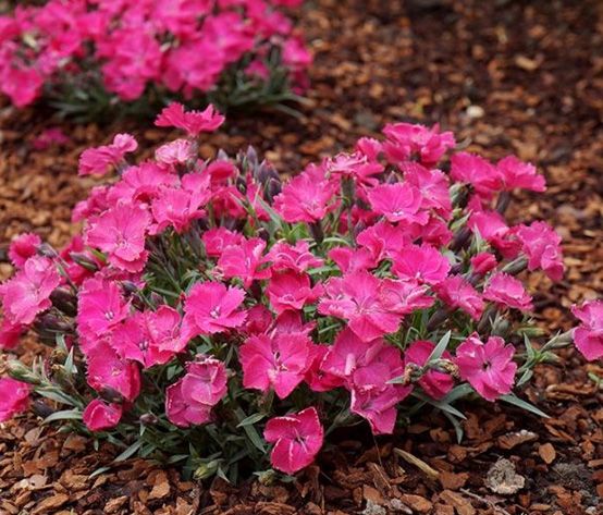 The Beauty of Dianthus Flowers - Shrubhub