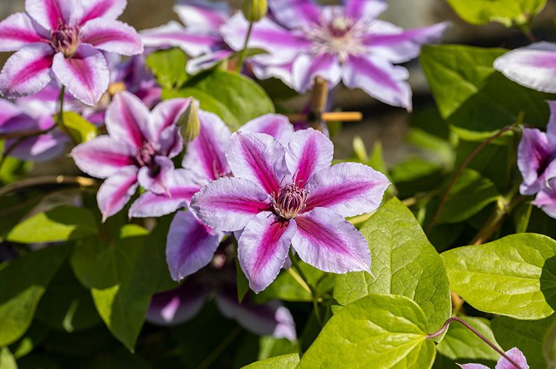 Clematis Vines: Cultivation Tips, Varieties, and Common Issues - Shrubhub