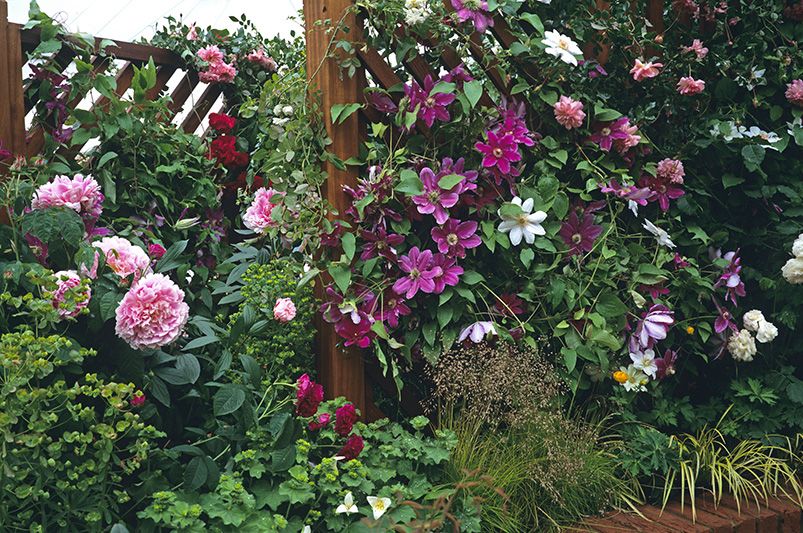 Clematis Vines: Cultivation Tips, Varieties, and Common Issues - Shrubhub