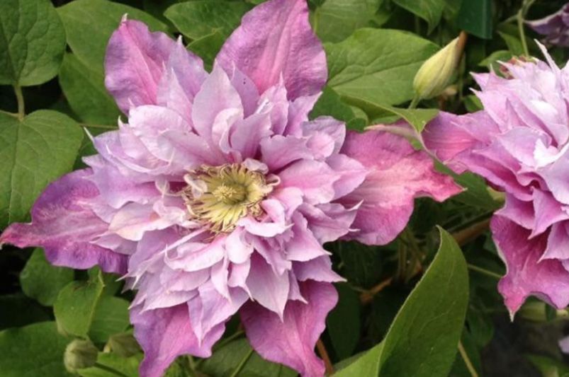 Clematis Vines: Cultivation Tips, Varieties, and Common Issues - Shrubhub