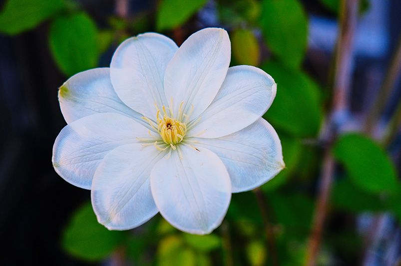 Clematis Vines: Cultivation Tips, Varieties, and Common Issues - Shrubhub