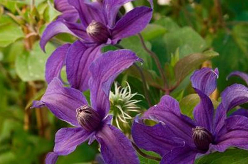 Clematis Vines: Cultivation Tips, Varieties, and Common Issues - Shrubhub