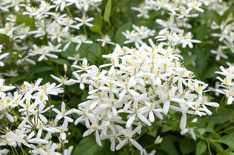 Clematis Vines: Cultivation Tips, Varieties, and Common Issues - Shrubhub