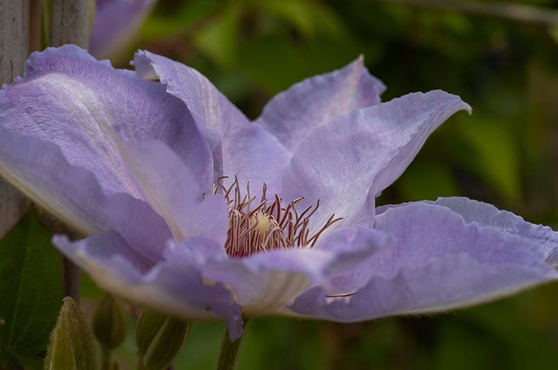 Clematis Vines: Cultivation Tips, Varieties, and Common Issues - Shrubhub