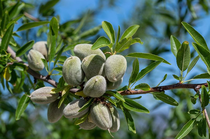 Upgrade Your Garden with Nut Trees for a Beautiful and Flavorful Landscape - Shrubhub