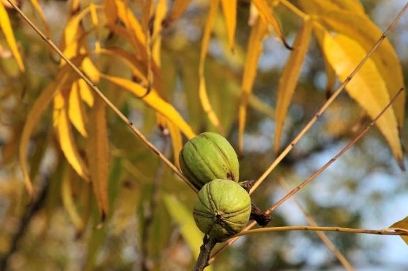 Upgrade Your Garden with Nut Trees for a Beautiful and Flavorful Landscape - Shrubhub