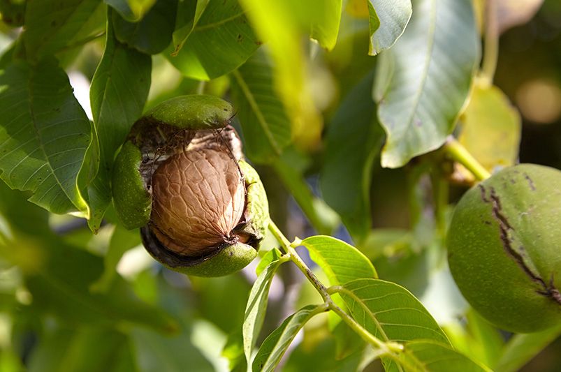 Upgrade Your Garden with Nut Trees for a Beautiful and Flavorful Landscape - Shrubhub