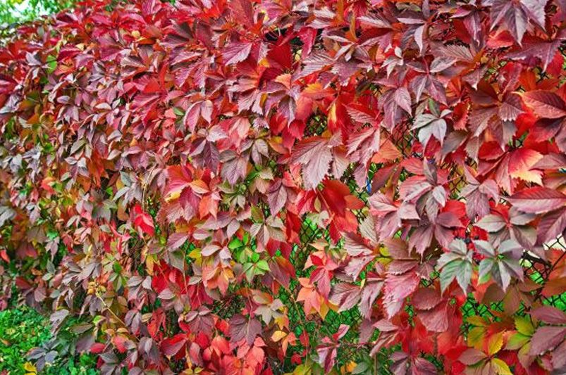 The Evergreen Allure of Ivy Plants for Year-Round Elegance  - Shrubhub