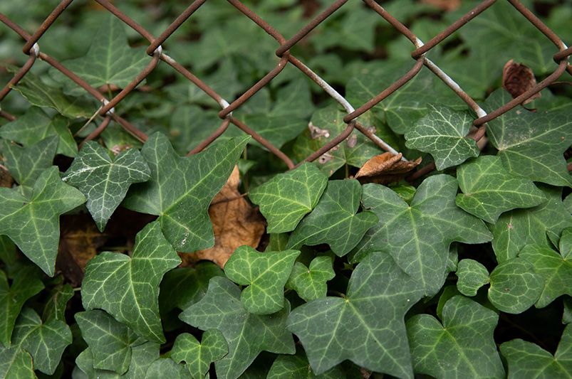 The Evergreen Allure of Ivy Plants for Year-Round Elegance  - Shrubhub