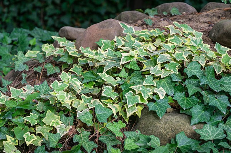 The Evergreen Allure of Ivy Plants for Year-Round Elegance  - Shrubhub