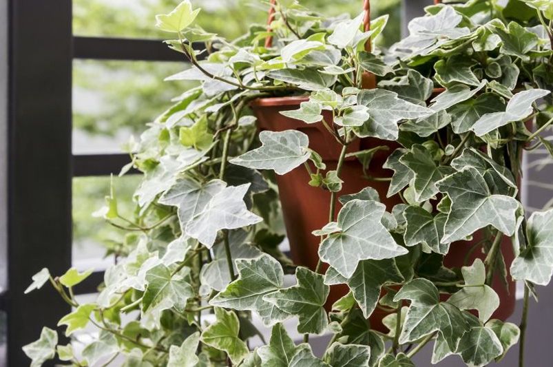 The Evergreen Allure of Ivy Plants for Year-Round Elegance  - Shrubhub
