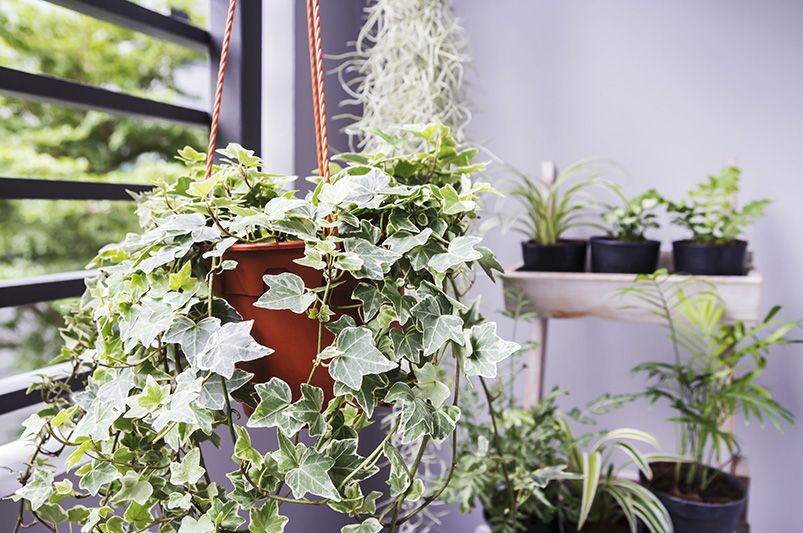 The Evergreen Allure of Ivy Plants for Year-Round Elegance  - Shrubhub
