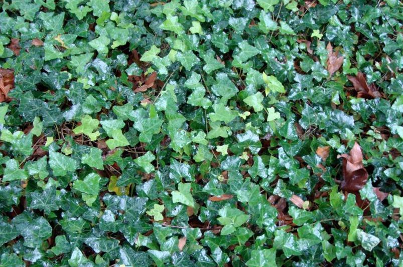 The Evergreen Allure of Ivy Plants for Year-Round Elegance  - Shrubhub