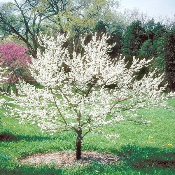 Plum Perfect: Choosing the Right Plum Trees Variety for Your Garden - Shrubhub