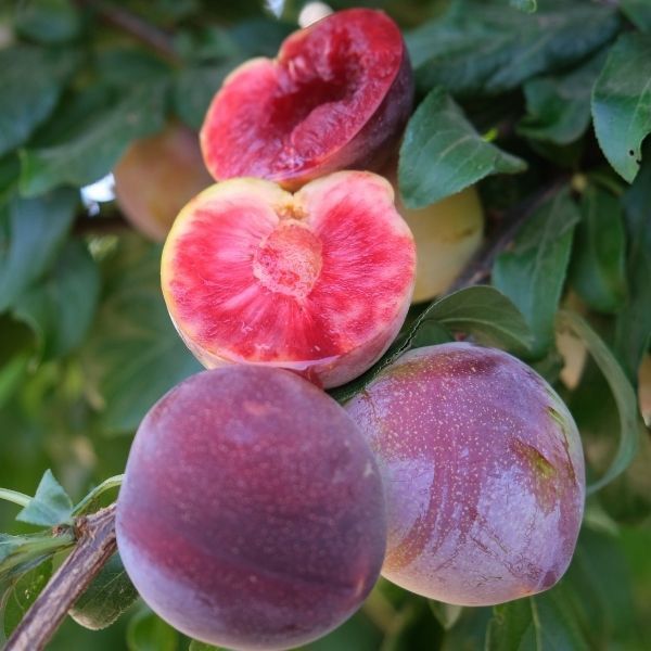 Plum Perfect: Choosing the Right Plum Trees Variety for Your Garden - Shrubhub