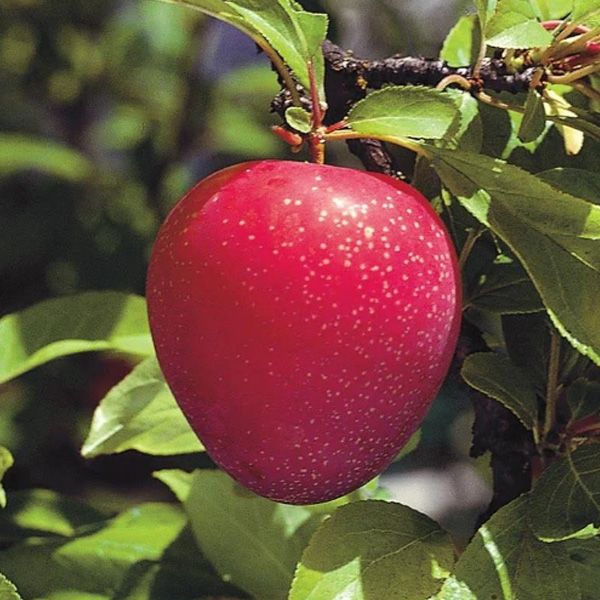 Plum Perfect: Choosing the Right Plum Trees Variety for Your Garden - Shrubhub