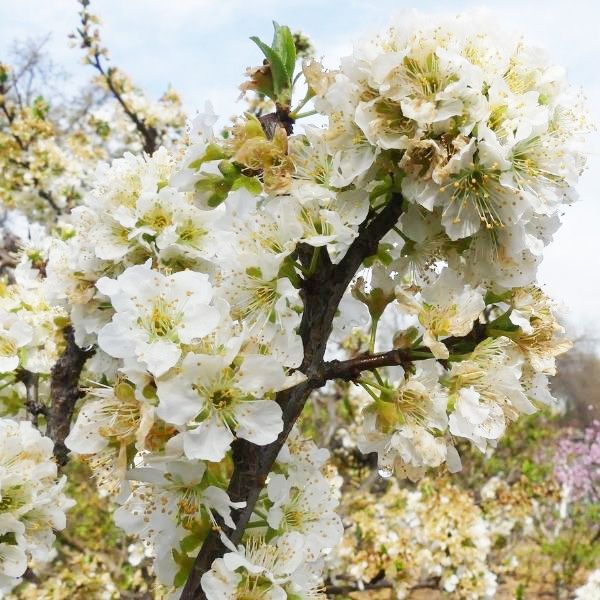 Plum Perfect: Choosing the Right Plum Trees Variety for Your Garden - Shrubhub